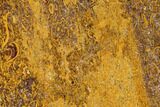 Polished Coquina Jasper Slab - India #167771-1
